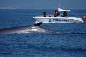 avistamiento de cetáceos en Tarifa