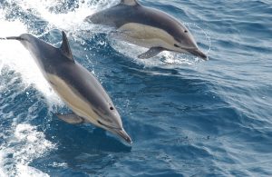 Delfín avistados en Tarifa.