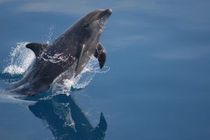 Delfín Mular saltando