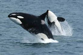 Avistamiento de orcas en Tarifa